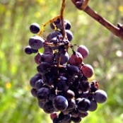 Outside Montepulciano?